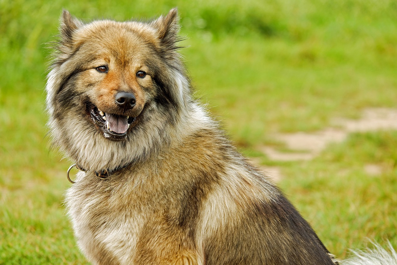 薩摩耶犬換牙全過程解析