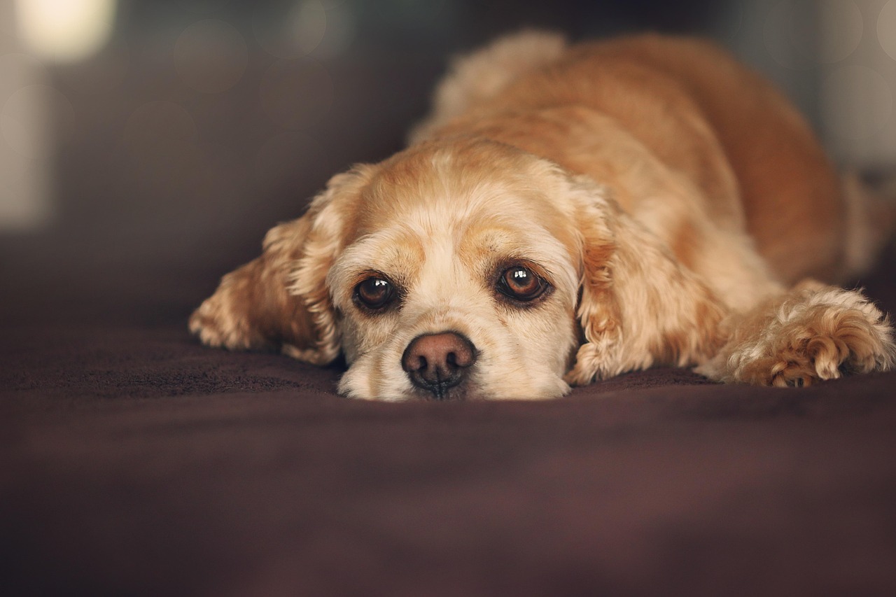 薩摩耶犬的猴臉變化期，探究狗狗成長(zhǎng)過(guò)程中的特殊階段