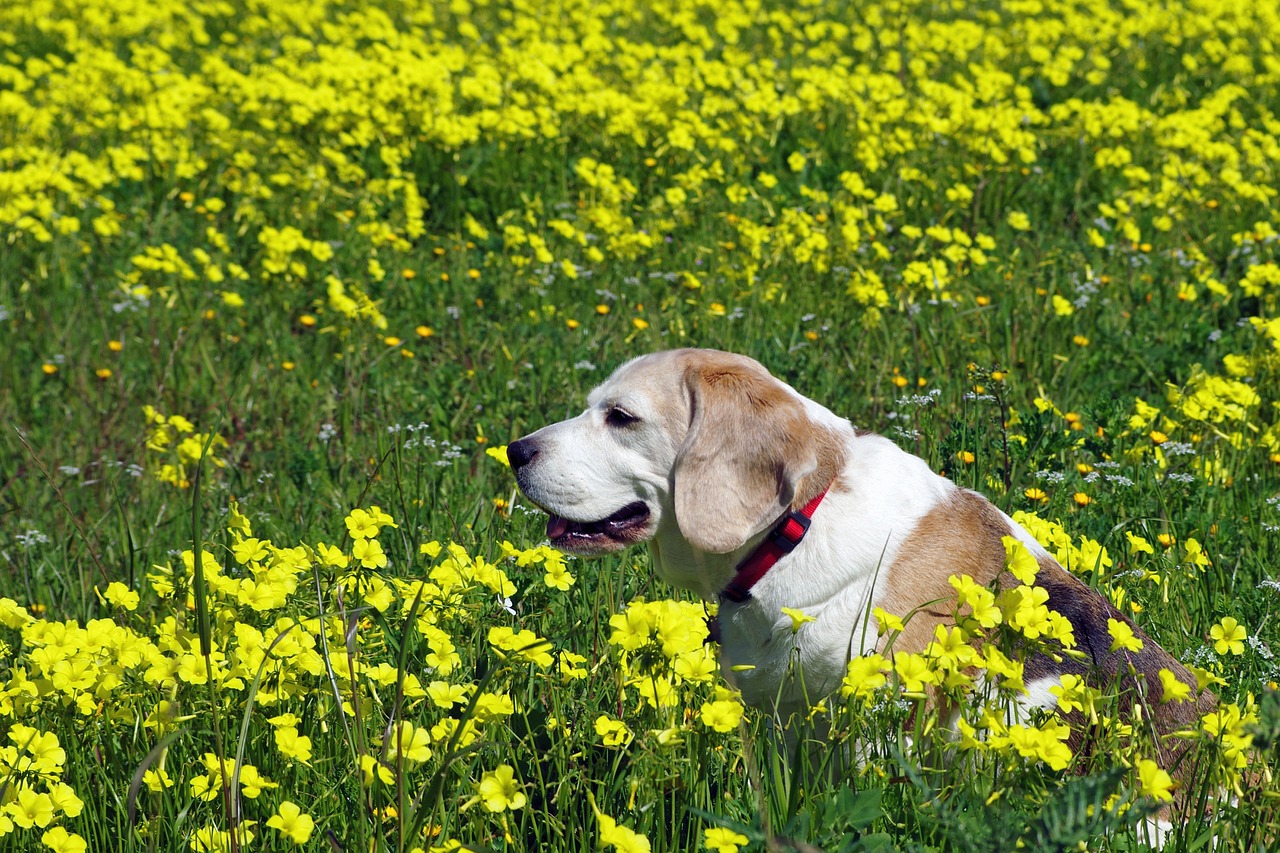 泰迪犬的牙齒生長(zhǎng)周期，了解長(zhǎng)牙時(shí)間及其重要性