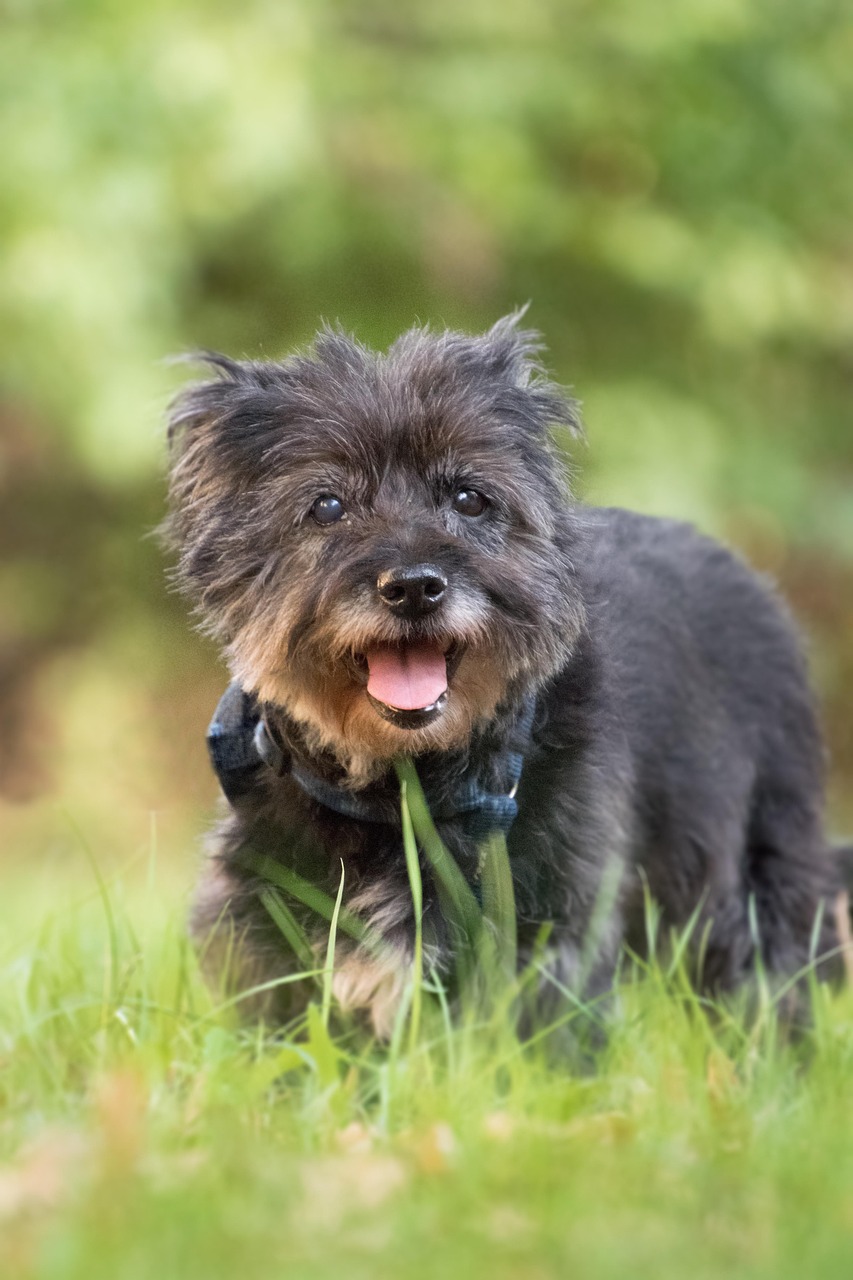 狗幾個月性成熟，探究犬類成長發(fā)育的奧秘