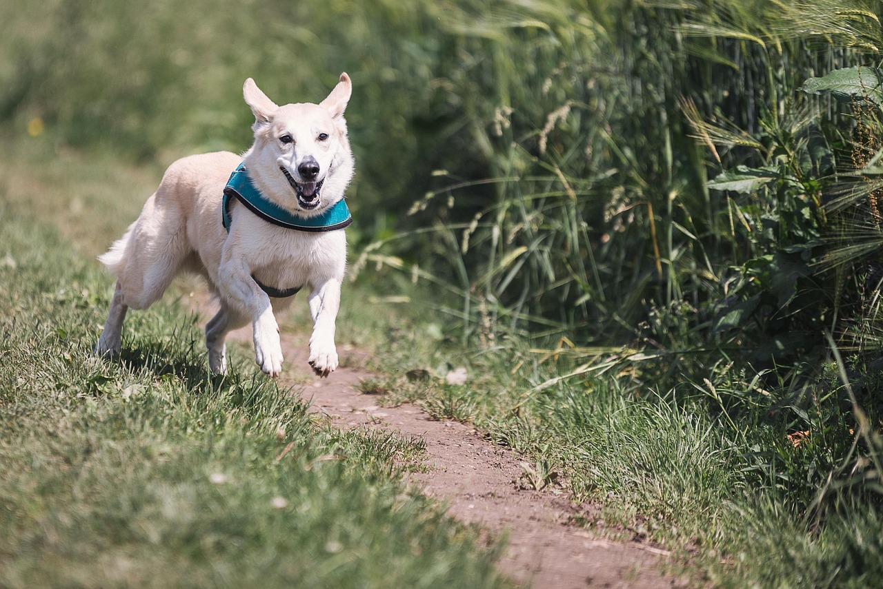 馬犬生長速度研究，揭秘哪個月馬犬生長最快